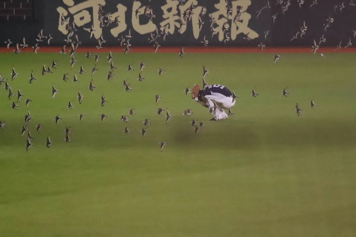 野球やる環境じゃないｗ選手たちが鳥に襲撃されるｗｗｗ
