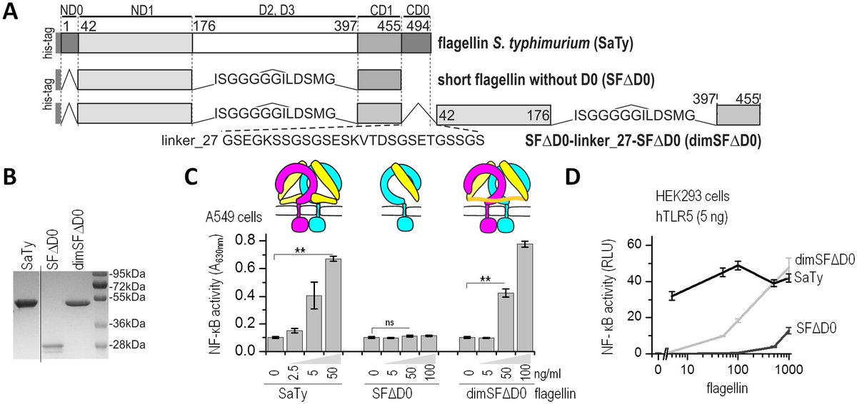 BiotehNIC's tweet photo. Deciphered role of D0 domain of bacterial flagellin in activation of immune response through TLR5  @PLOSPathogens https://t.co/cya2jfqFEs https://t.co/MHr807DQPz