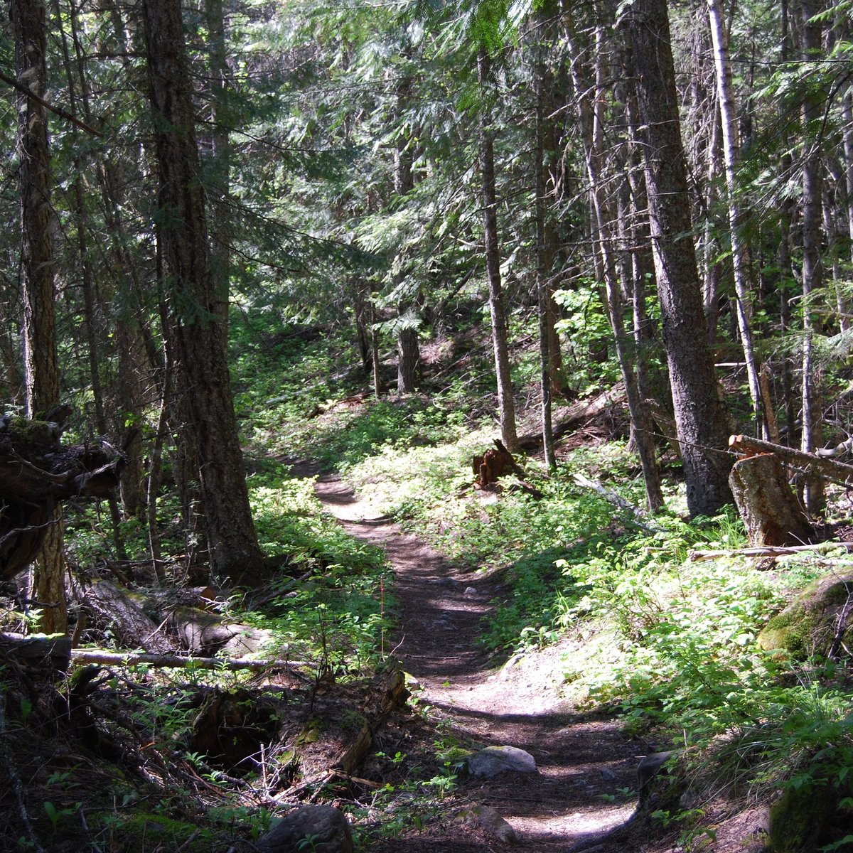 MTFlatheadLake's tweet photo. Enjoy the trail... it's ok...Get out and hike #montana #406 #bigsky #hiking #hike #running #travelmontana #recreation #zen #yoga #love #om https://t.co/KF73kZmoJg