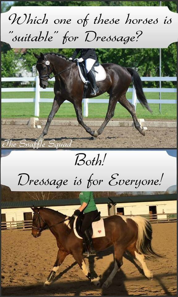 TheSnaffleSquad's tweet photo. Join our discussion on breed bias on our FB page #snafflesquad #dressagebloggers https://t.co/JvFguq6o0u