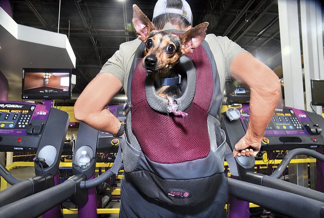 Are Dogs Allowed In Fitness