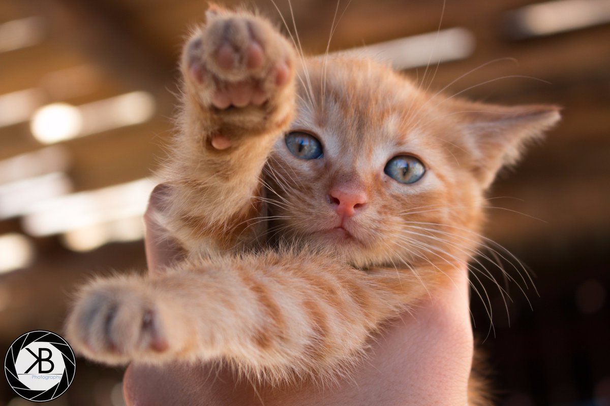 KiraBytePhotos's tweet photo. Flying cat. #photography #cat #kitten #bokeh https://t.co/uEA0TShL3N