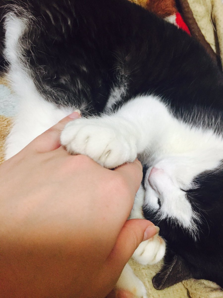 asarriii's tweet photo. 家族みんな癒されてたよ
これからもずっと大好きだし
家族の一員だよ。
がんばったね！！
うちに来てくれてありがとう😢❤ https://t.co/yGjhs403uX