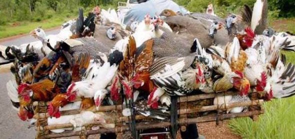 IMMERSION2020's tweet photo. Les poulets locaux ou poulets bicyclettes du Burkina Faso. #FermePolyvalentedoueKougri https://t.co/FXQFDhfBi9