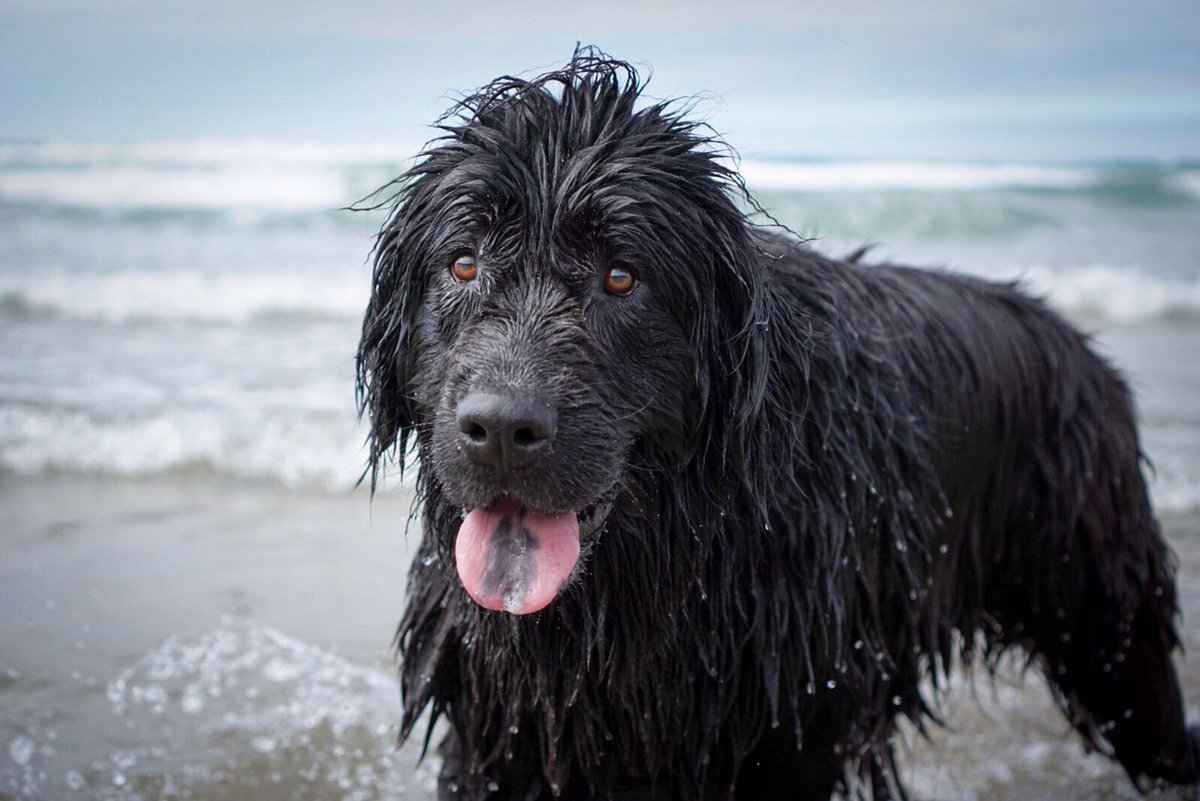 Beerguyrich's tweet photo. Our pooch loving life down Cornwall last week https://t.co/nYx9bq58Hg