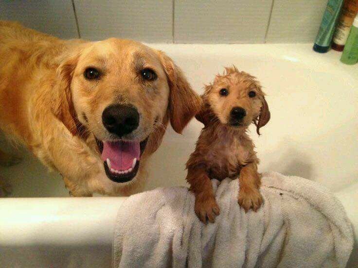 TailsTreasure's tweet photo. The first bath with mom https://t.co/QQFb2675eO