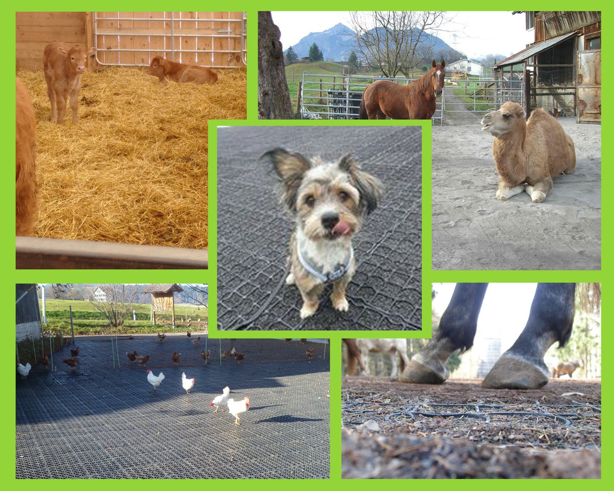 Animals love #Ecoraster! Ecoraster is proven to provide an immediate solution for your muddiest problem areas.
