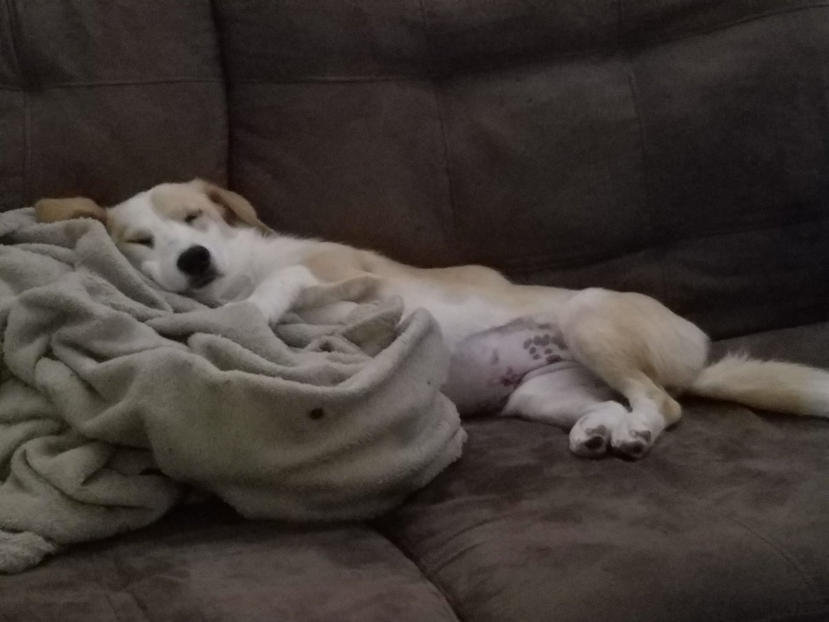 tomkenoby's tweet photo. Meet Gadget. https://t.co/Q0LXqupbsT