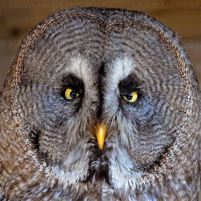 ruivieiraphotos's tweet photo. Great Grey Owl https://t.co/dfIlubISxP