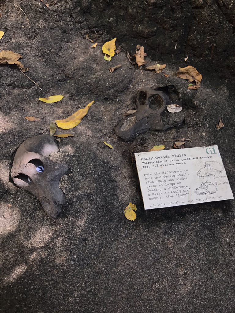 Kyle_Doner's tweet photo. Reading about some 3.2 million year old skulls and it feels like I'm being watched 🙈🙊👀 https://t.co/eJMPJ8aGTV