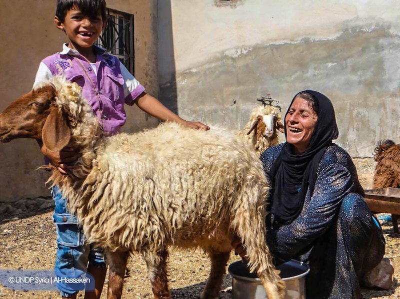 UNDP's tweet photo. 1 of many widows heading households #InsideSyria,Nofa survives by selling cheese, milk & wool from sheep provided by @UndpSyria. #BuildPeace https://t.co/rIWFzdAkHx