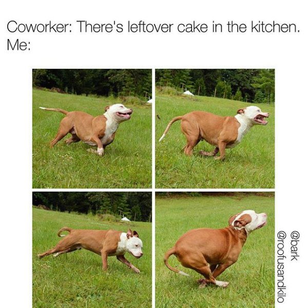 AndreaHuspeni's tweet photo. 💯

Via @bark and @roofusandkilo https://t.co/F7pm0KzzYs