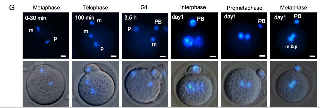 Doubts emerging on Mitalipov lab #CRIPSR human embryo Nature paper ipscell.com/2017/08/doubts… … &amp; see preprint biorxiv.org/content/early/…