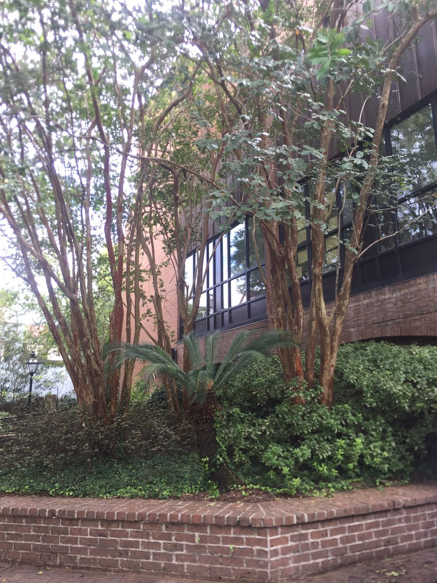 Our social marketing campaign is to encourage the College to become a paperless campus! Let's save some trees!🌲#CofC410