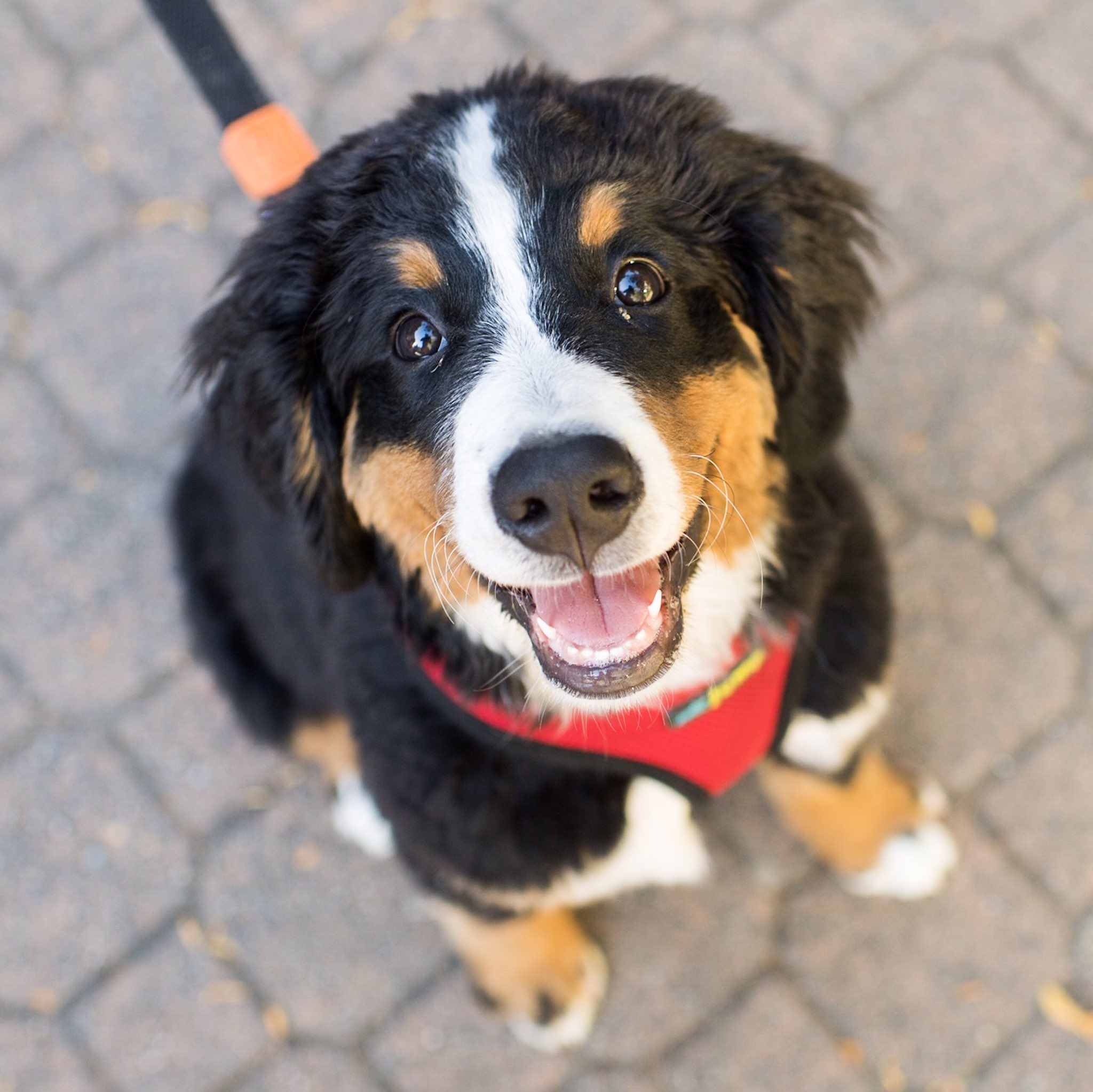 The Dogist on Twitter "Moose, Bernese Mountain Dog (4 m), Island Park Walk, Vancouver, BC, CAN