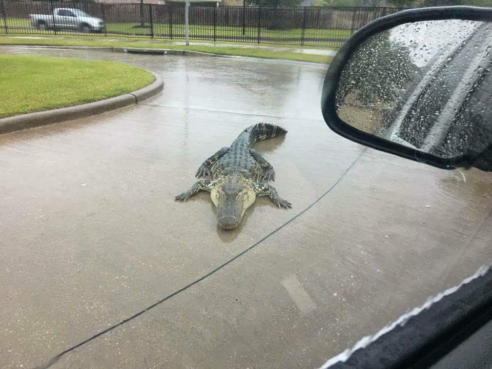 AmyDKernan's tweet photo. @RealJamesWoods The gator pics aren't fake, and the rescuers haven't hesitated. https://t.co/YGTezKkAzc