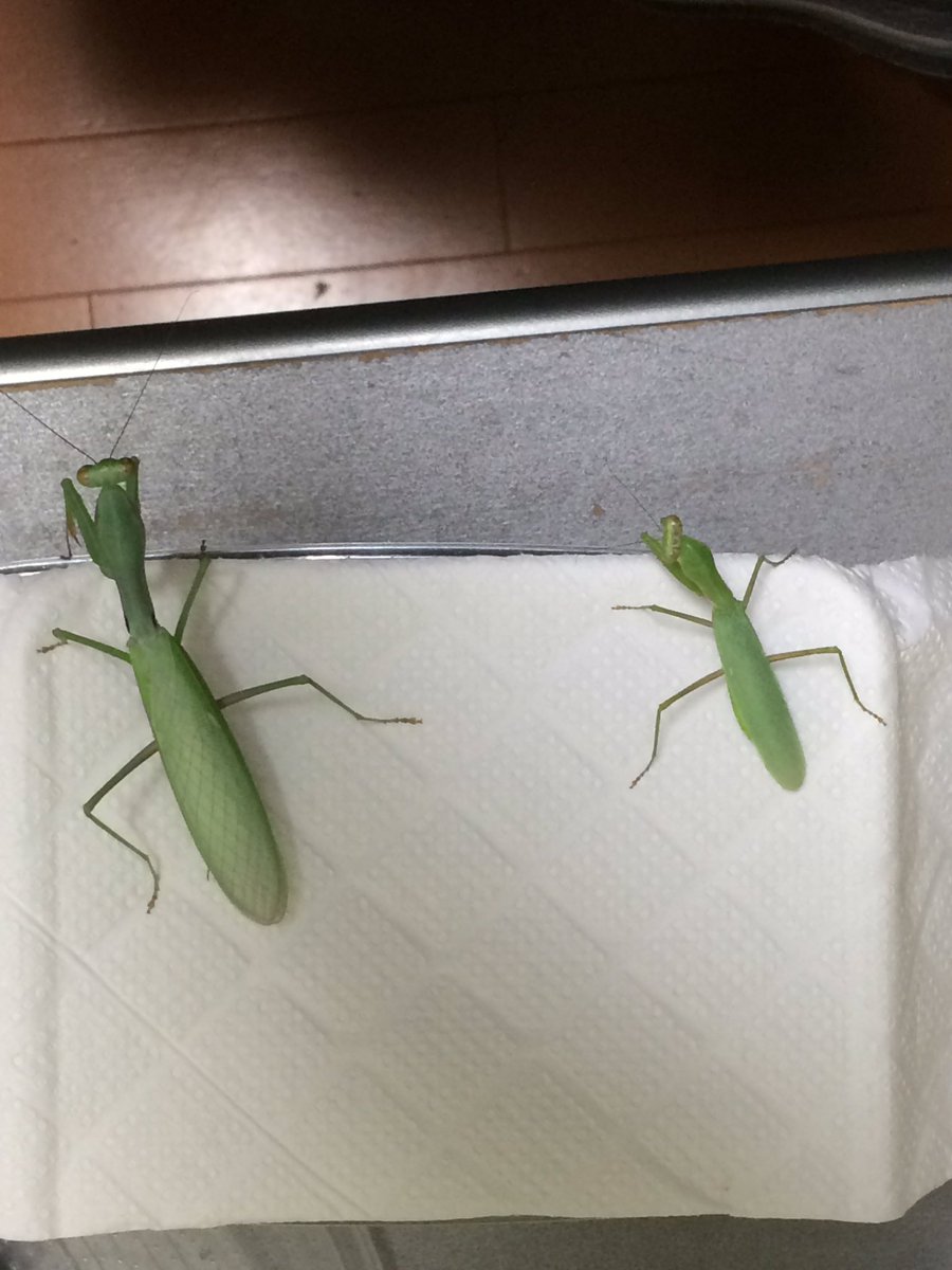 虫注意 発見相次ぐ謎のカマキリ ムネアカハラビロカマキリ ってどんなの こんなの見たことない Togetter