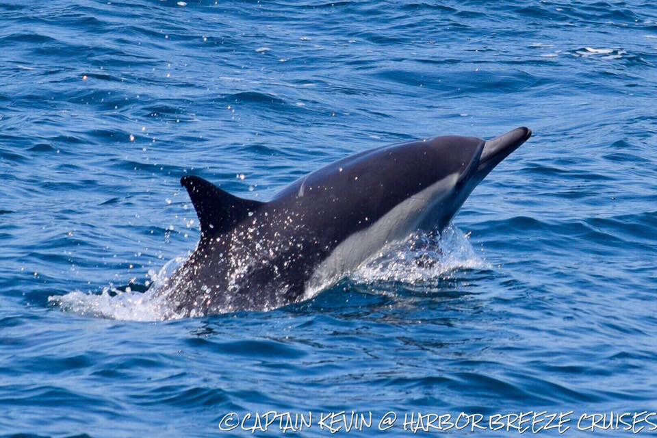 #Blue #Whales -#Minke #Whale - #Dolphins - #MolaMola - #WhaleWatch #Cruise 12 &amp; 3:30p #LongBeach tickets.harbor-cruises.com