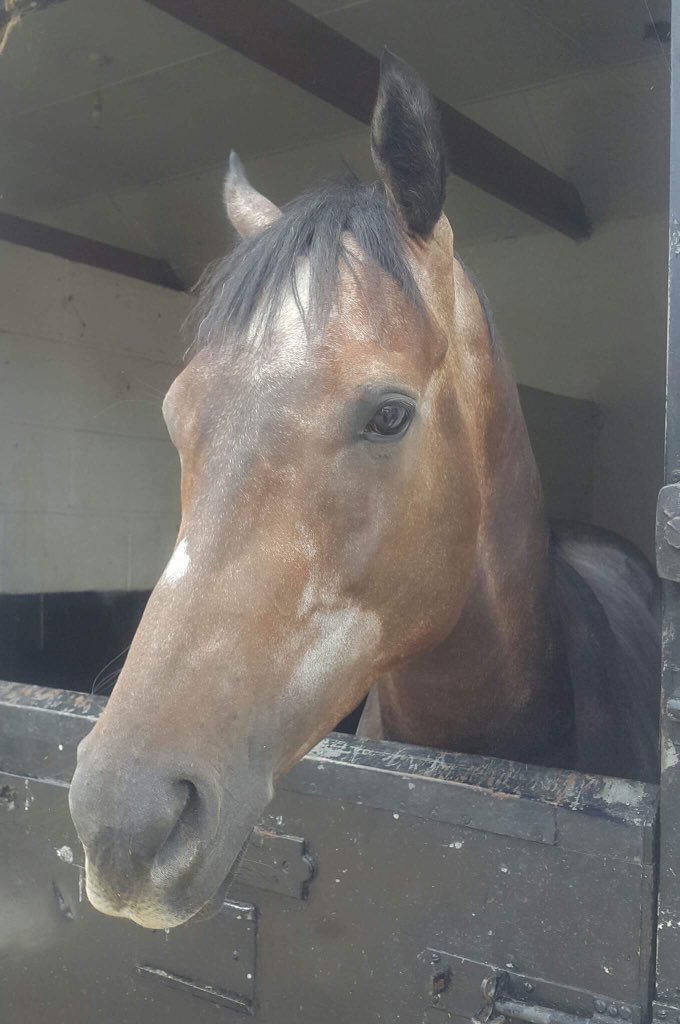 This handsome grey Murdanova (Zebedee) makes his yard debut tomorrow in the 3.20pm <a href="/ChelmsfordCRC/">Chelmsford City Racecourse</a> and he will be ridden by Danny Brock