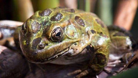 CBCCalgary's tweet photo. Spot a frog, send an email, save a species?  https://t.co/oWukTfwSj9 https://t.co/p4Y1VcAU7V