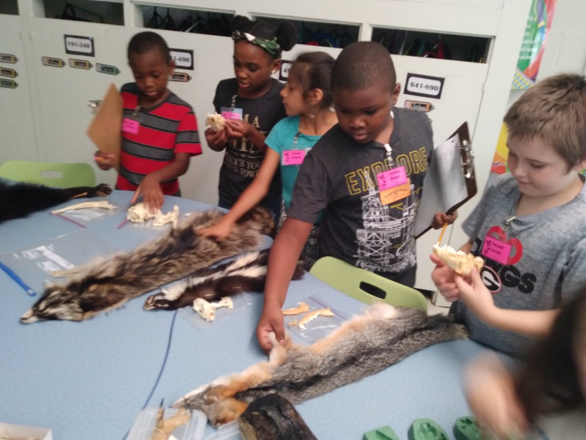 JanareauMurray's tweet photo. What better way to reinforce your learning than having real specimens in the classroom!? @PSERoadrunners #AnimalAdaptations #Rm306 #3rdgrd https://t.co/WAzf1CeghA