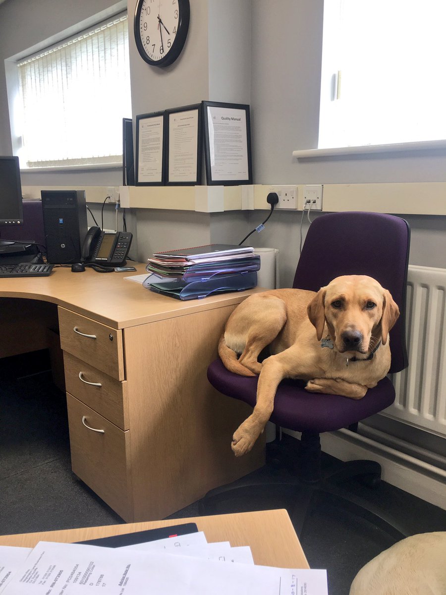 almproducts's tweet photo. When you get to the 2nd last day of August &amp; can finally start to relax 🐶🐾#BusiestMonthOfTheYear  #SummerHolidays #DogsLife #FamilyBusiness https://t.co/39EOm4Fvdx
