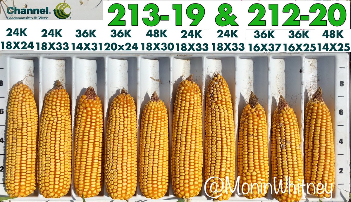 Agronomist_Whit's tweet photo. Looking @ ear types of our @ChannelSeed products! Checkout the ear flex differences @ 24K, 36K, &amp; 48K @ our GENV plot near Allensville, KY. https://t.co/2pjRVo5byH