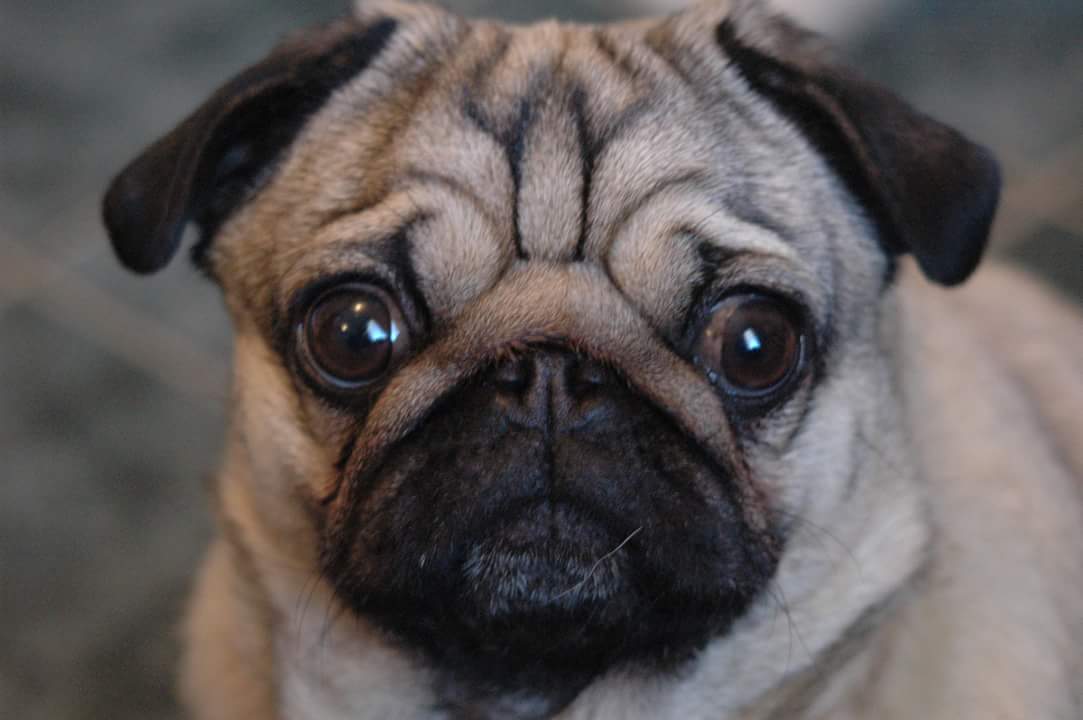 PC Rich Williamson tweet media