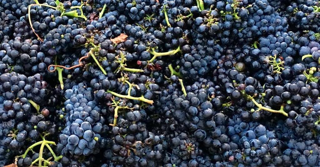 Harvest has started. All of wine country is excited for another great bounty. Pinot perfection from Russian river valley. #harvest2017 #pin…