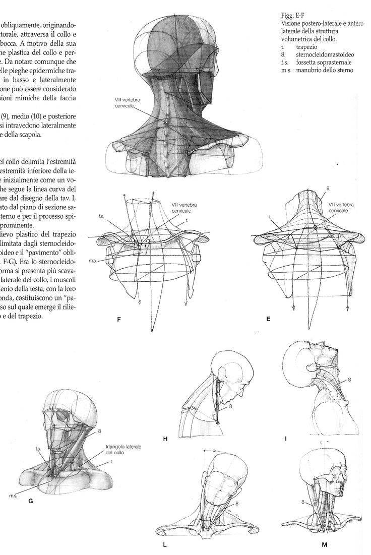(1) Twitter | Human anatomy drawing, Anatomy sketches, Anatomy tutorial