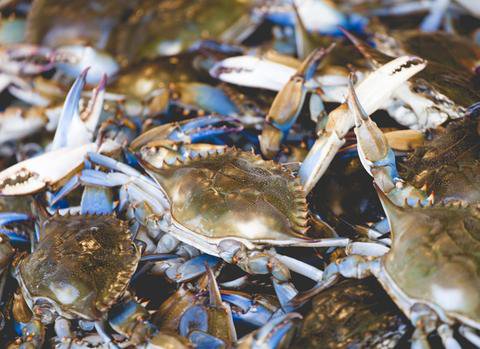 Blue Crabs in on Friday. Just in time for Labor Day Weekend! lobsterplace.com/blogs/market/l…