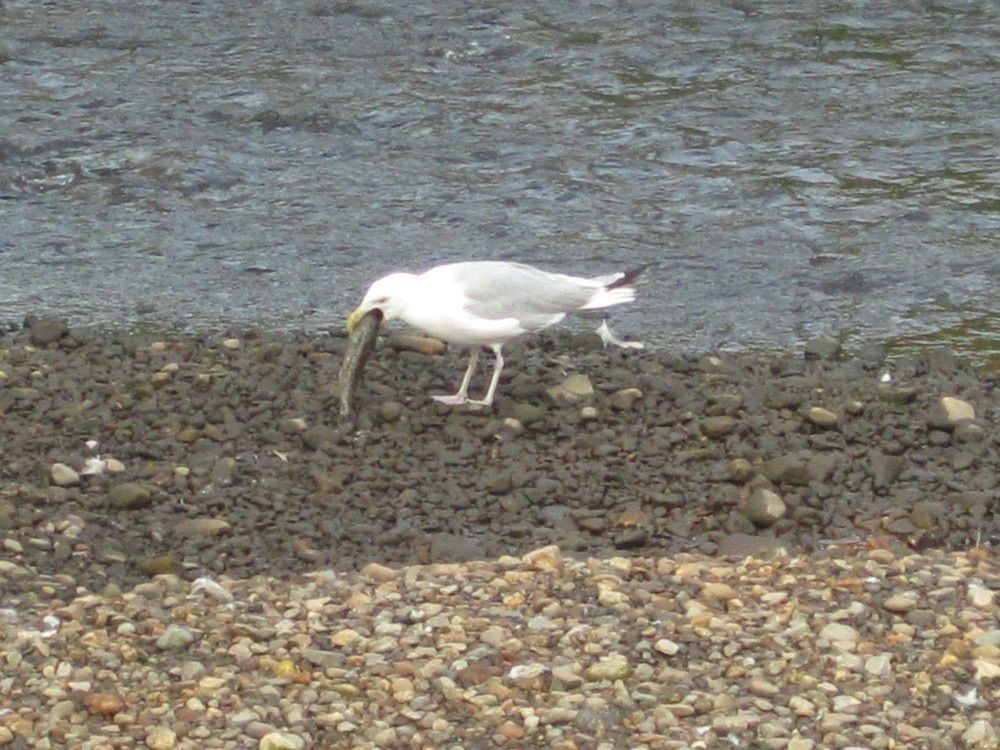 millriverpark's tweet photo. Bird of the day! Herring Gull #millriverpark #birdsofmillriver #birding #Stamford #nature https://t.co/ND3FgZU1J4