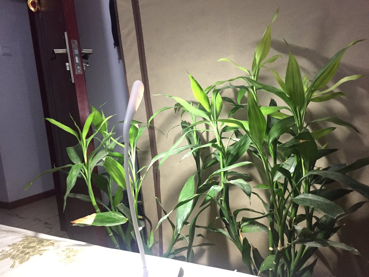 换了一个新床板，甲醛味道太大了，开了一天窗户依然散不了，我在房间里点蜡，点香，点烟，吃饭，想让生活的气息压过甲醛，没用。不想死，所以在床边放了两瓶绿植，原本就不大的卧室，绿植围绕着床，这感觉好像……
