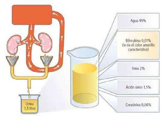 frepapy's tweet photo. #SabíasQue en el hombre cada 24 horas se filtran 180 litros de líquido que pasan por el corpúsculo renal hacia la luz tubular (1) https://t.co/iiwrfAS6c8