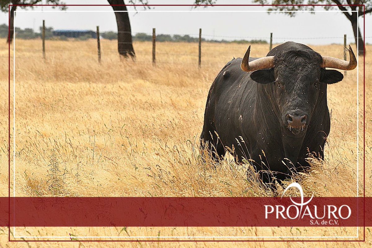 ProTauro_'s tweet photo. Quien no conoce el campo no conoce la fiesta brava. #Protauro https://t.co/P8mfdL6Yb5
