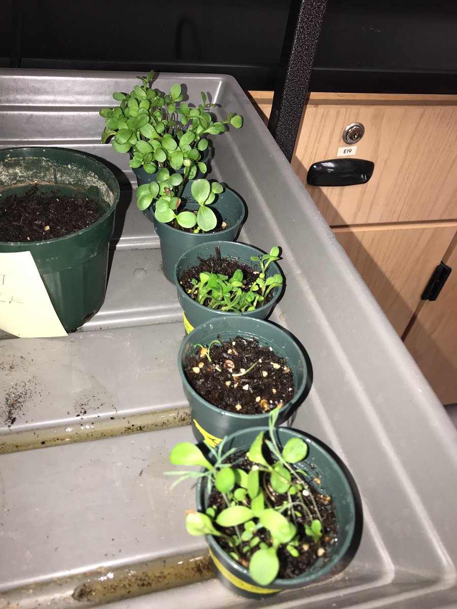 da_steps2save's tweet photo. 🌱🌱🌱🍃🌲🍃🍃🌿 https://t.co/Z0ULMspYd1