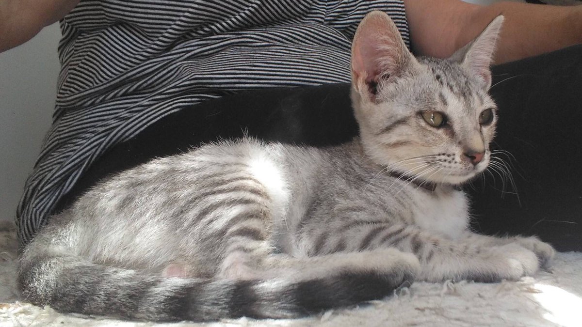 proteanimalmoia's tweet photo. Shiva en adopció!És una gata de 4 mesets que està creixent a una gàbia😔És molt carinyosa i juganera😸Busca família!!! #adopta #Shiva #CAADM https://t.co/hBvqYXfiTY
