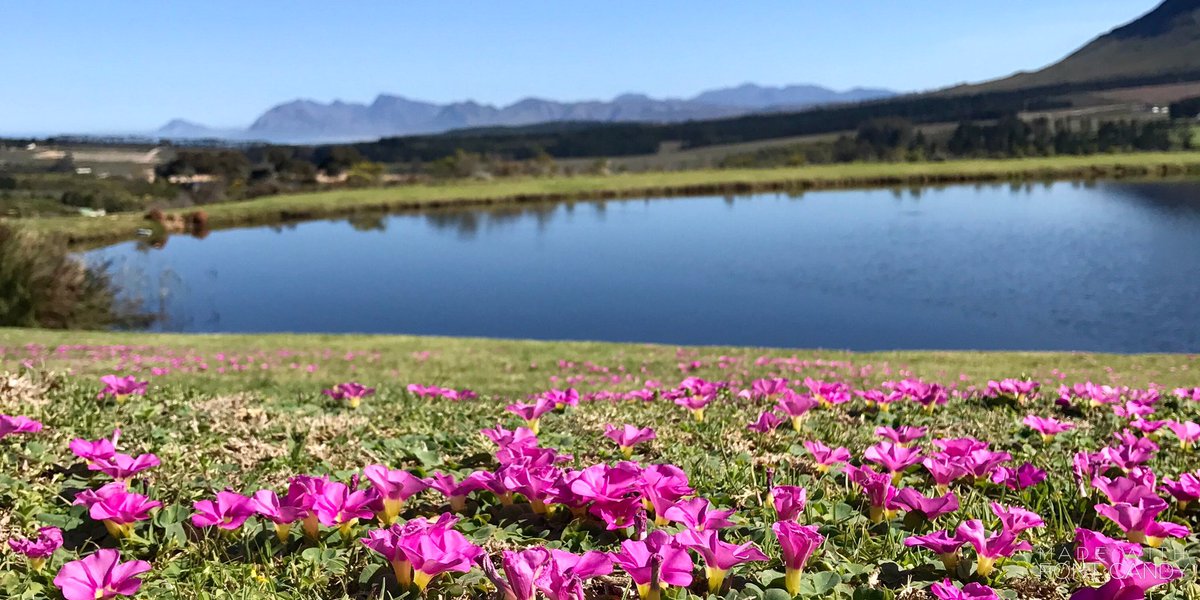 A1 You know its Spring when its still light when you get home after work. And can take a walk. #TravelChatSA