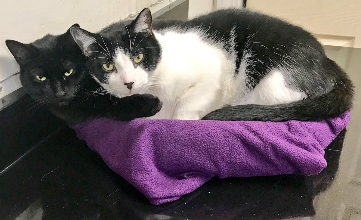 ShelterCatHSSCM's tweet photo. Frank and Theo spend quality time together #smallbed #bigcats #ifwefitswesits #hsscm https://t.co/ZhHdK1FYuK