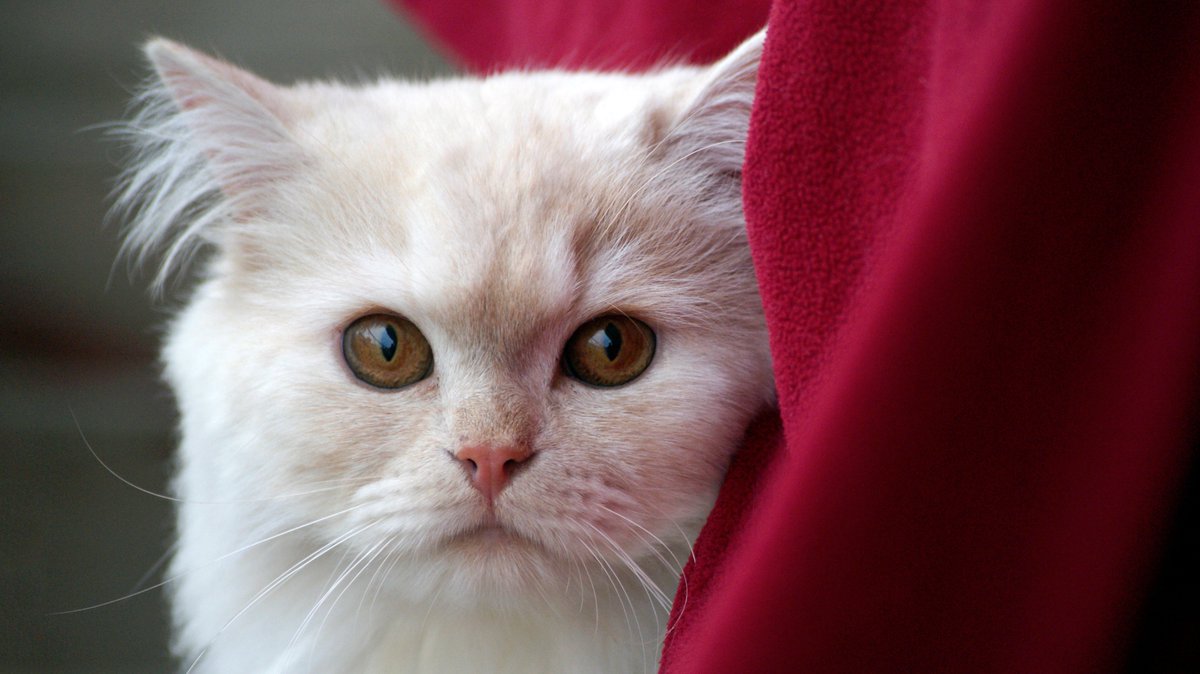 #BeautyIn5Words this cat in my arms