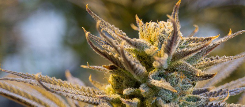 RedEyesOnline's tweet photo. A Low Steady Dose of THC Can Rejuvenate the Elderly Brain at
https://t.co/KGXvo7FUhr
#THCCanRejuvenateTheElderlyBrain #THCEffects https://t.co/7FSjmQFPDu