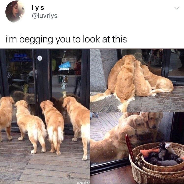 WholesomeMeme's tweet photo. #WholesomeMeme #Memes #Pet #Dog #GoldenRetriever #Retrievers @Luvryls https://t.co/S7a88gkRym