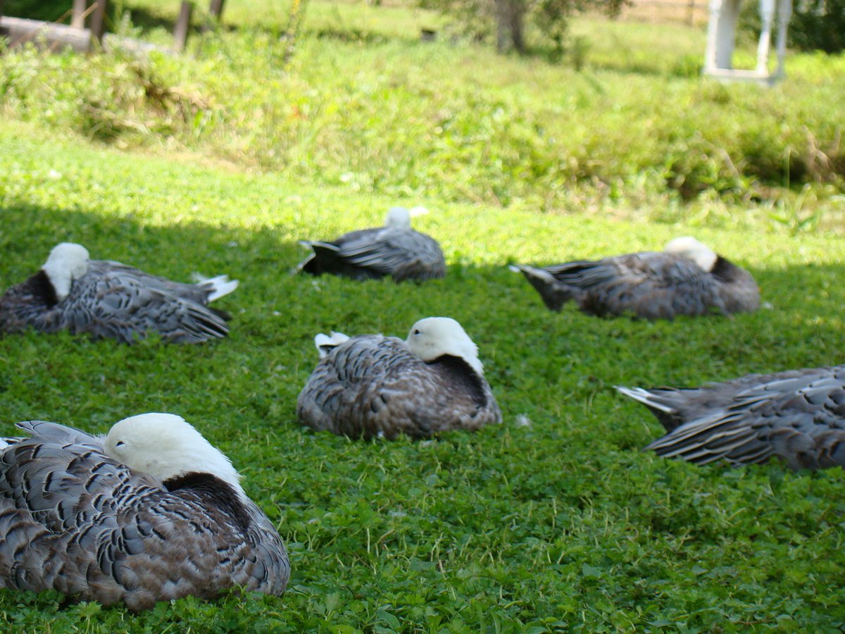 Ripley_ducks's tweet photo. How are you spending this beautiful Wednesday afternoon? #EmperorGeese #LRWC #WaterfowlWednesday #naptime https://t.co/uFdG5k0Uvk