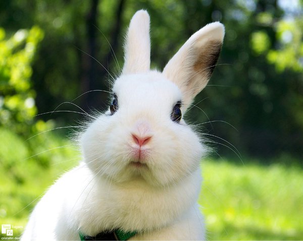 Cute Bunny Cutebunny55 Twitter Cute Bunny Cutebunny55 Twitter