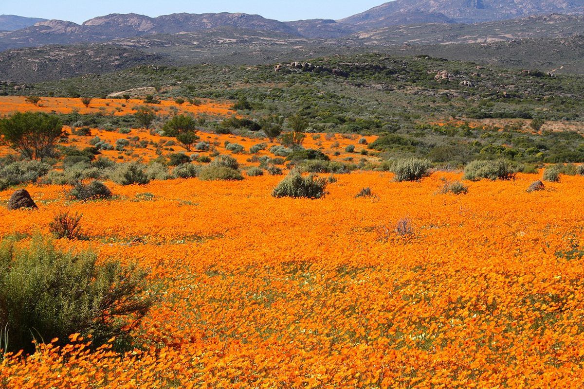 BONUS A5: Once Namaqualand is in full bloom again, I would love to do a proper flower tour! 🌸  #TravelChatSA