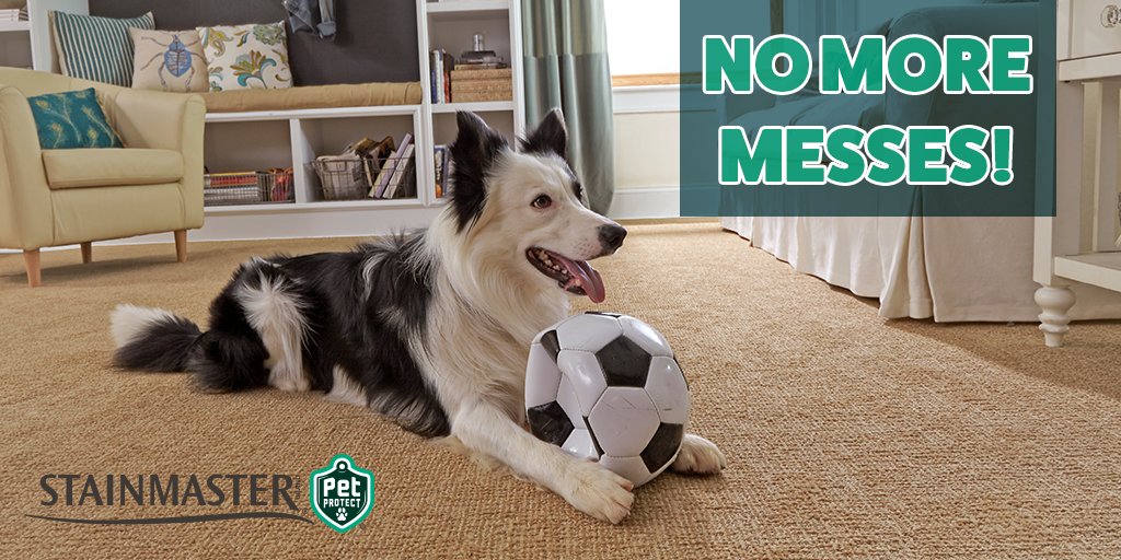 FloortechInter's tweet image. You'll stress less over a pet mess with our stain-resistant Stainmaster carpet underfoot! floortechinteriors.com