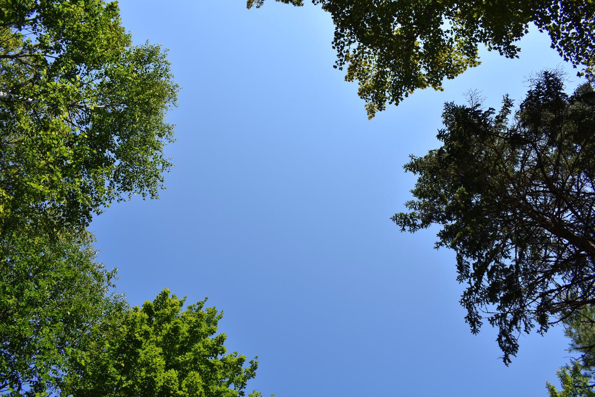 Grace_L_tech's tweet photo. #campparadisemI #up #trees https://t.co/cphjvlMGBL