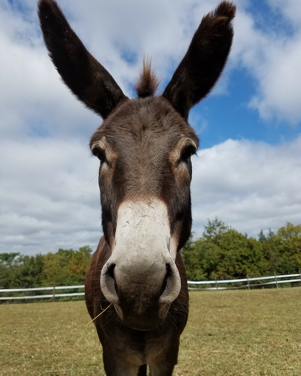 Maxwell heard that when you live on a farm you need to have a piece of hay hanging from your mouth