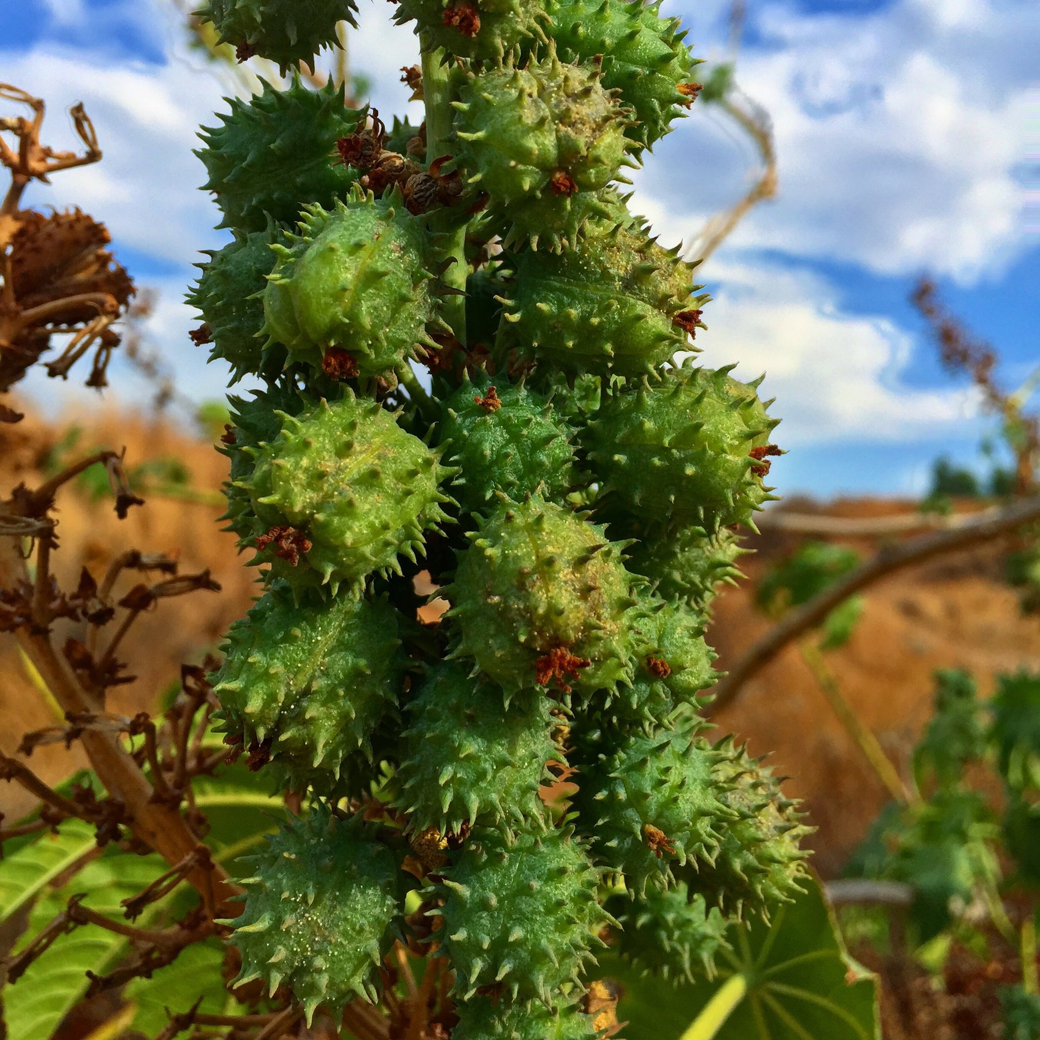 唐胡麻 Twitter Search Twitter