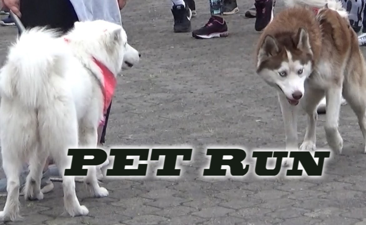 animaleshermos7's tweet photo. Nuevo video en #youtube #perro #pet #runners #run #mmb2017 #runing video en el perfil https://t.co/CBySRYFju4
